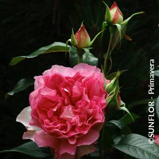 ©SUNFLOR - Primavera